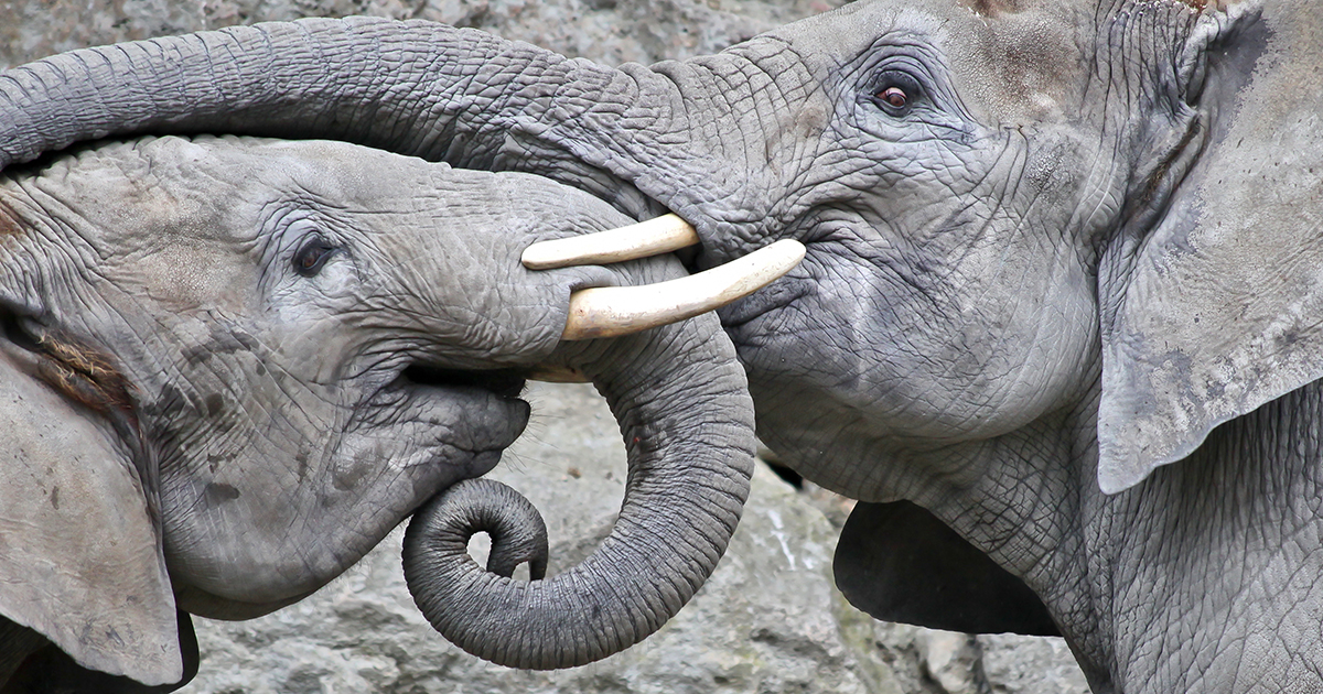 An Elephant Calf Can't Control Its Trunk For The First Year. Here's Proof