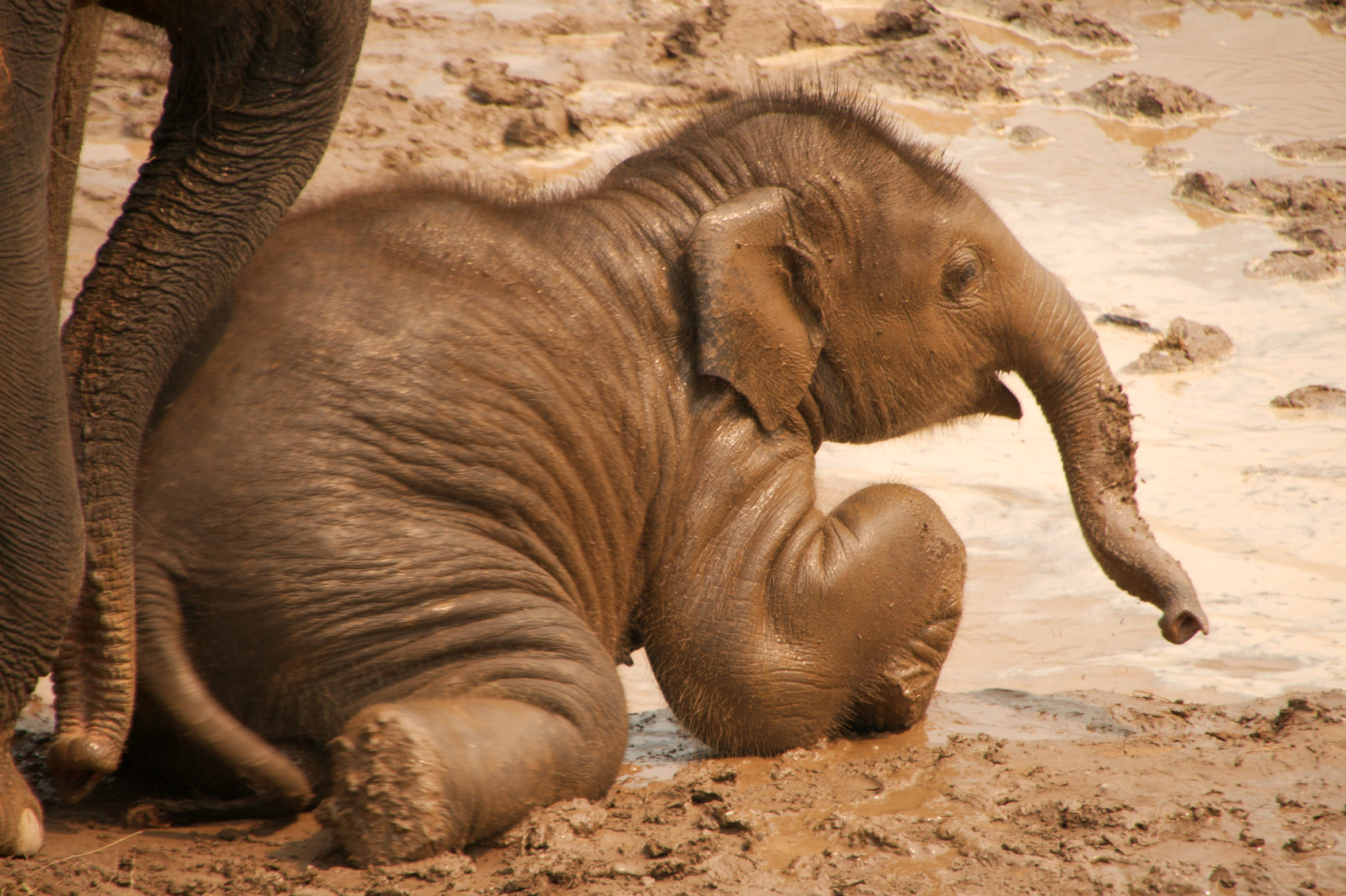 Elephant Cocks