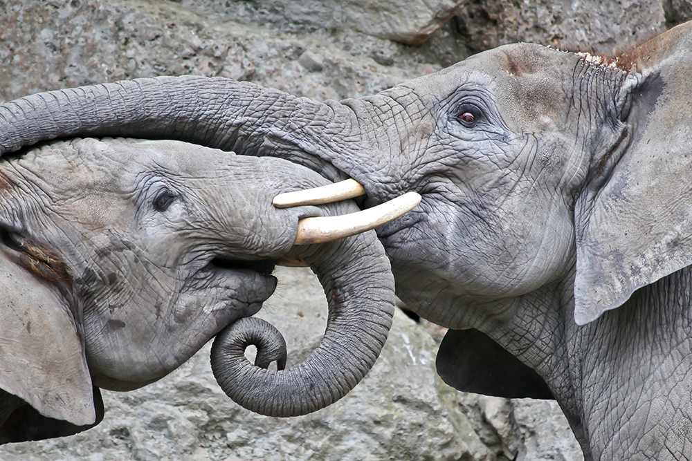 why-do-elephants-have-ivory-tusks-pdf-answer-key-semanario-worksheet-for-student
